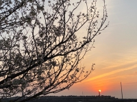 夕陽と桜と猫