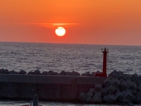 4月5日の夕陽と桜と猫