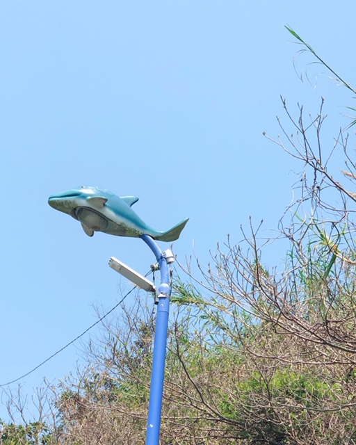 天草の大海原とイルカ